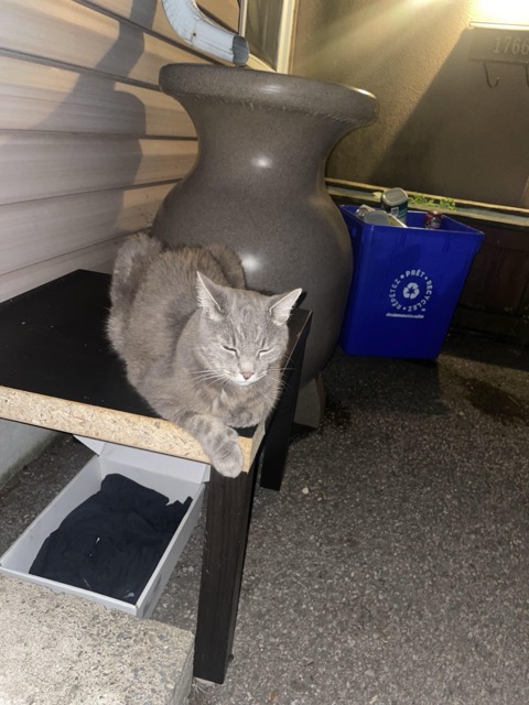 Found Cat in Ottawa