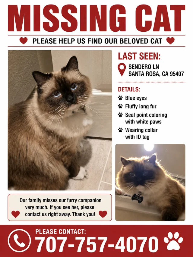Lost cat