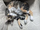 Lost Cat in Baltimore