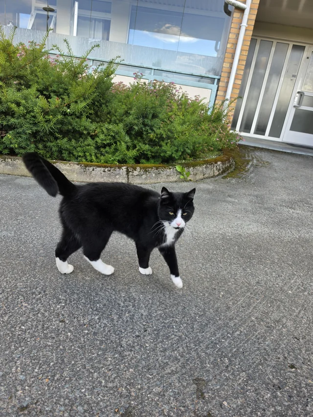 Found Cat in Trondheim