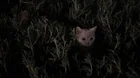 Lost Cat in Shakout