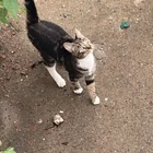 Found Cat in Astoria