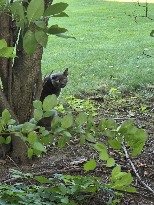 Found cat
