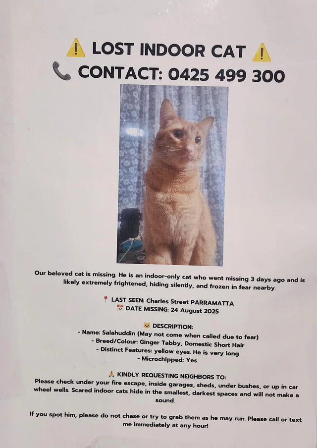 Lost Cat in New South Wales