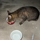 Found cat