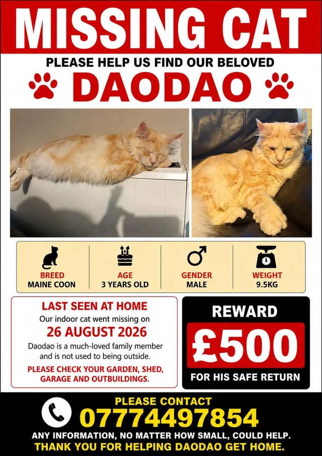 Lost cat