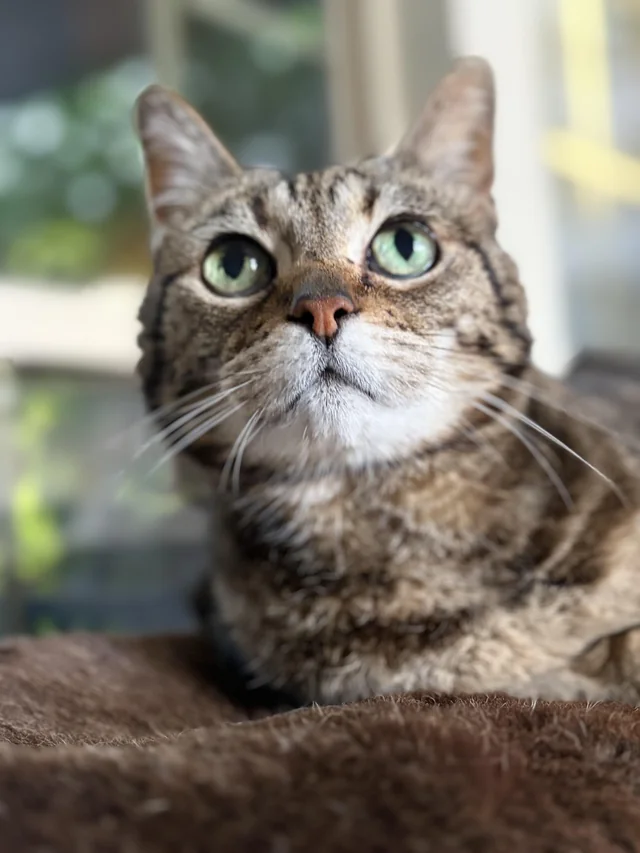 Lost cat