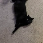 Lost Cat in Bellevue