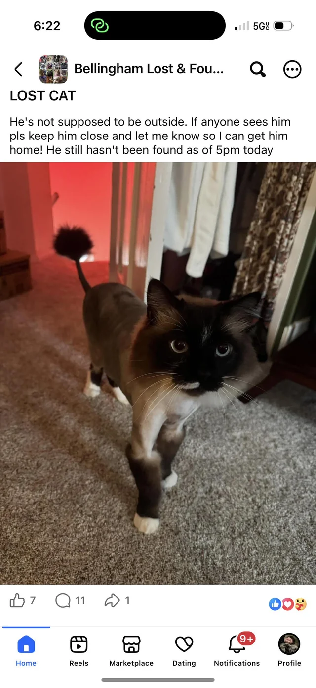 Lost Cat in Bellingham