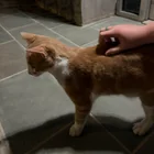 Found cat
