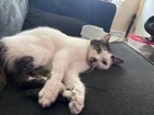 Lost Cat in Endicott