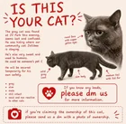 Found Cat in Makati