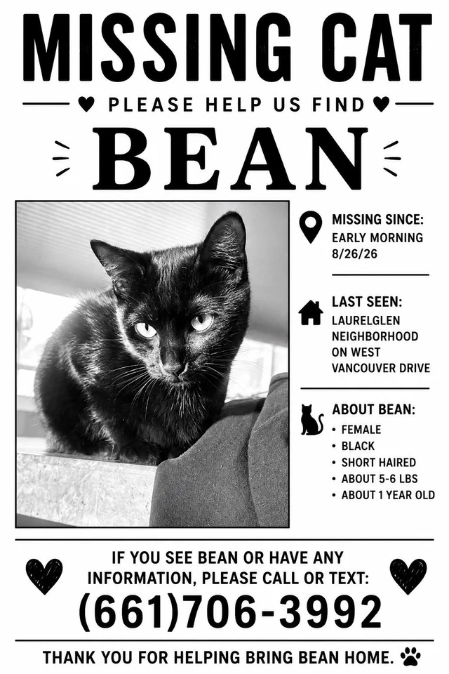 Lost cat