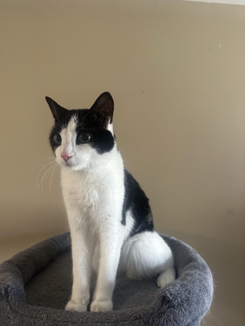 Lost Cat in Waterloo
