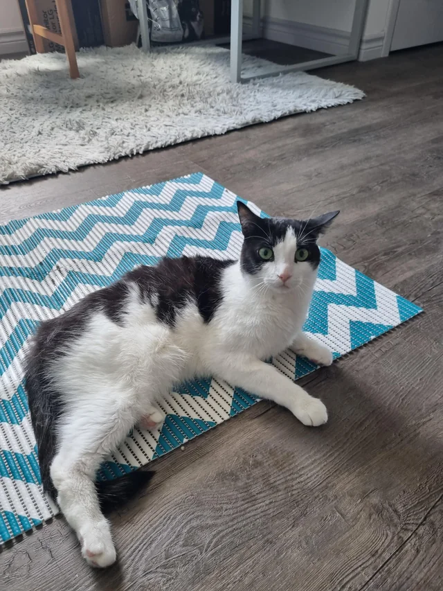 Lost Cat in Waterloo