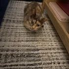 Lost cat