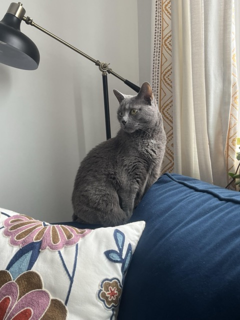 Lost Cat in Pittsburgh