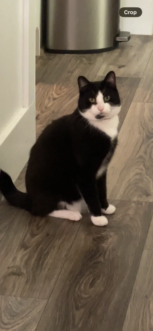 Lost Cat in Frederick