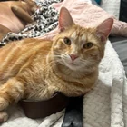 Lost Cat in Terre Haute