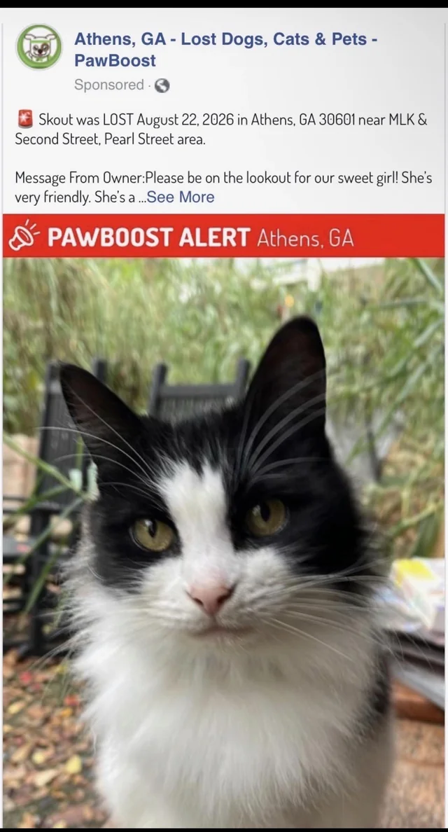 Lost cat