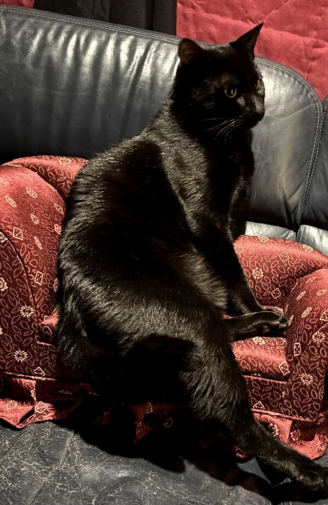 Lost Cat in Seattle