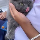 Found cat
