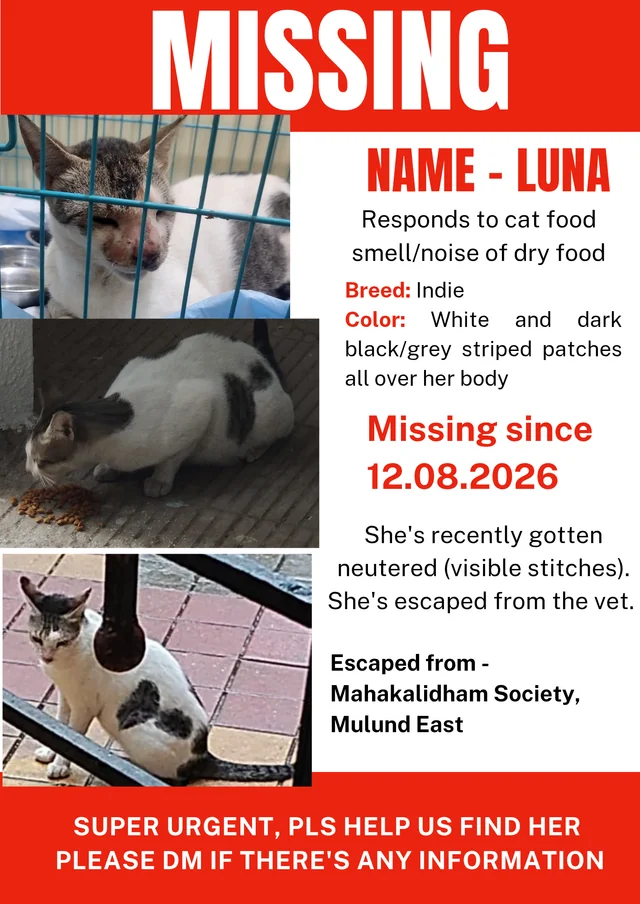 Lost Cat in Mulund East