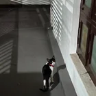 Found cat