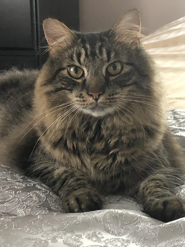 Lost Cat in Frederick