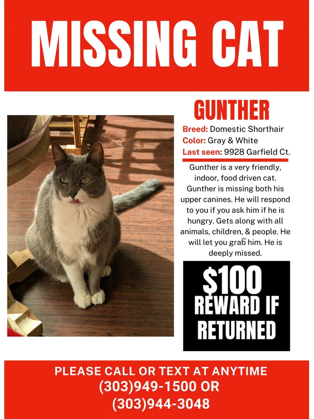 Lost Cat in Thornton