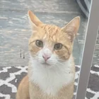 Found Cat in Victoria