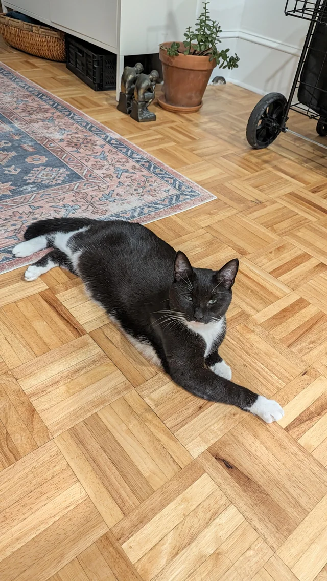 Found cat