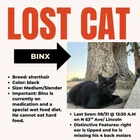 Lost cat