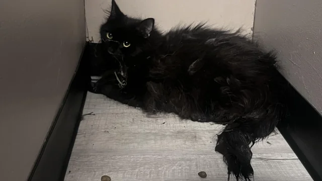Found cat