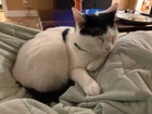 Lost Cat in Mobile