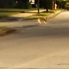 Found Cat in Bedford