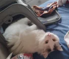 Lost Cat in Beit Meri