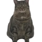 Lost Cat in Washington