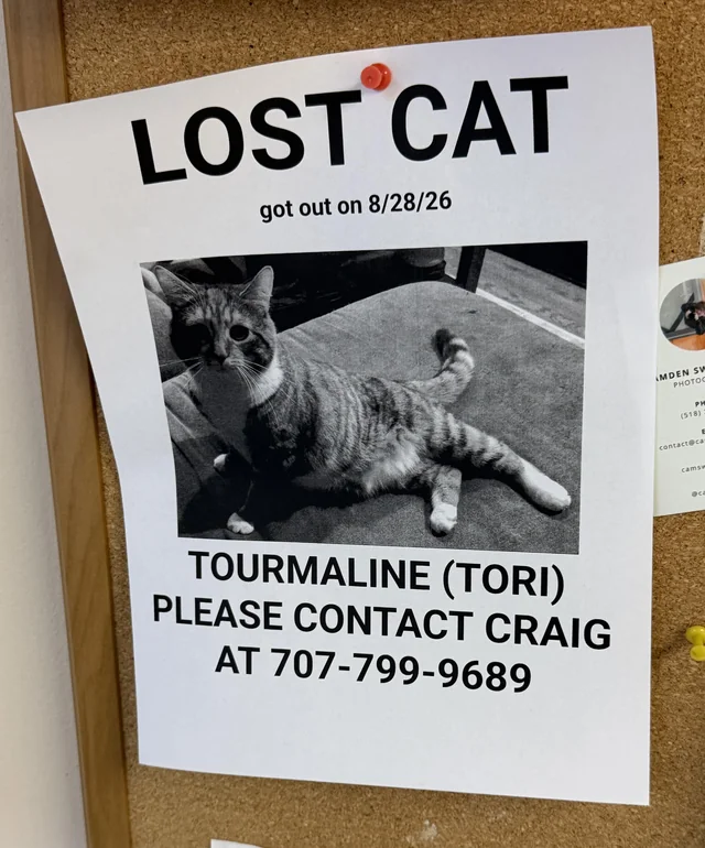 Lost Cat in Guilderland