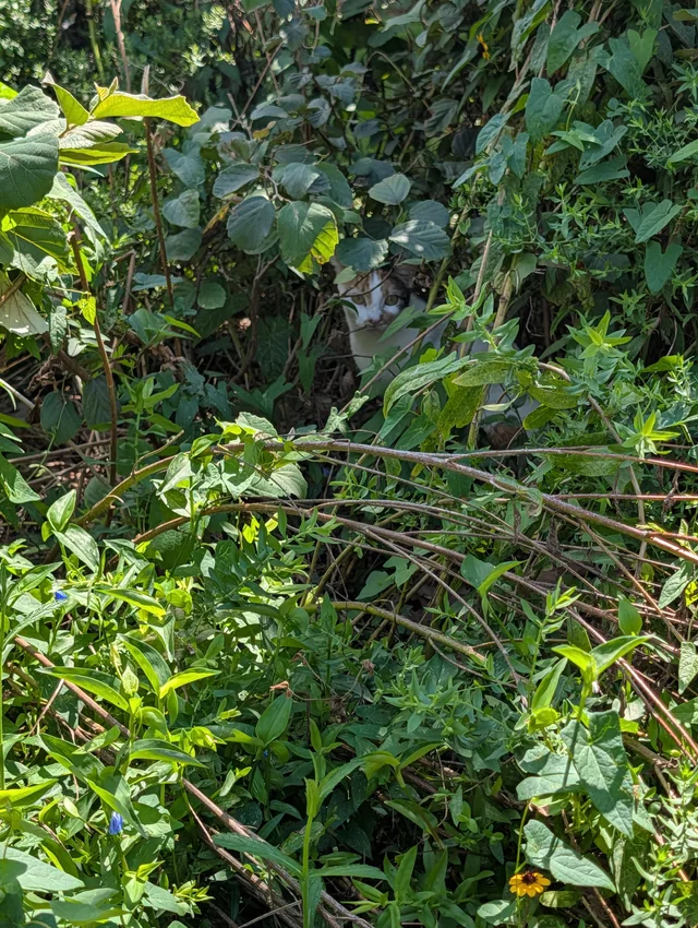 Found cat
