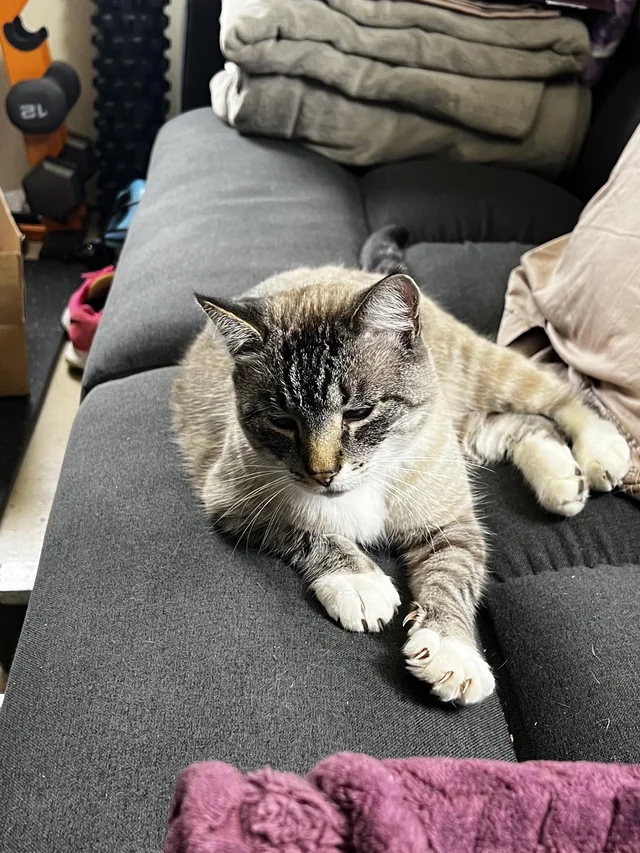 Found cat