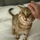 Lost Cat in Chattanooga