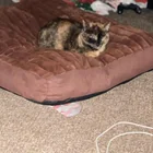 Lost cat