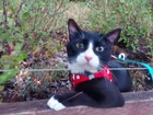 Lost Cat in Portland