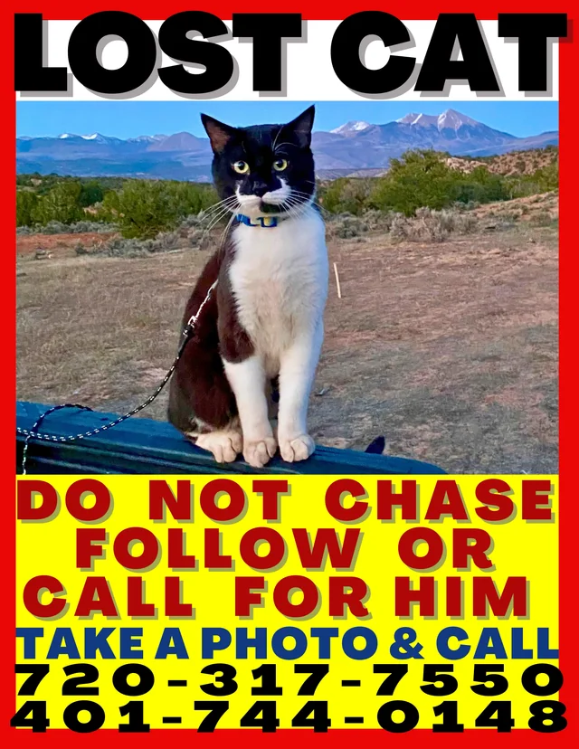 Lost Cat in Boulder