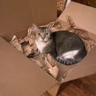 Lost Cat in San Diego