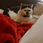 Lost Cat in Northern Ireland
