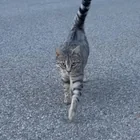 Found cat
