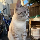 Lost Cat in Pasadena