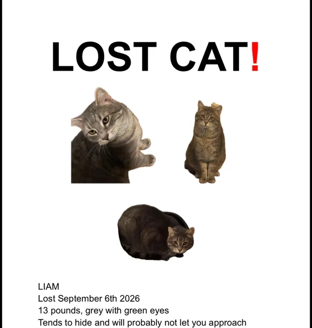 Lost cat